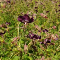 Geranium phaeum